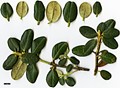 SpeciesSub: subsp. anthopogon 'Betty Graham'